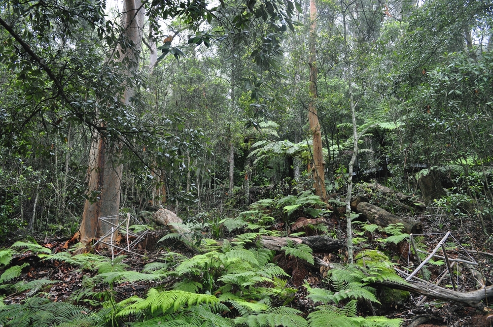 Scenic World photo by J-Bolitho H-Hock (2).jpg