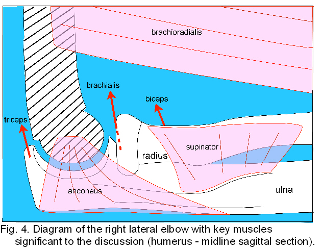 Elbow muscles.jpg